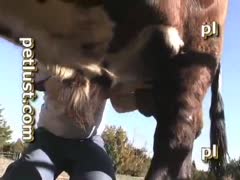 Brutal bestiality between a bull and a guy